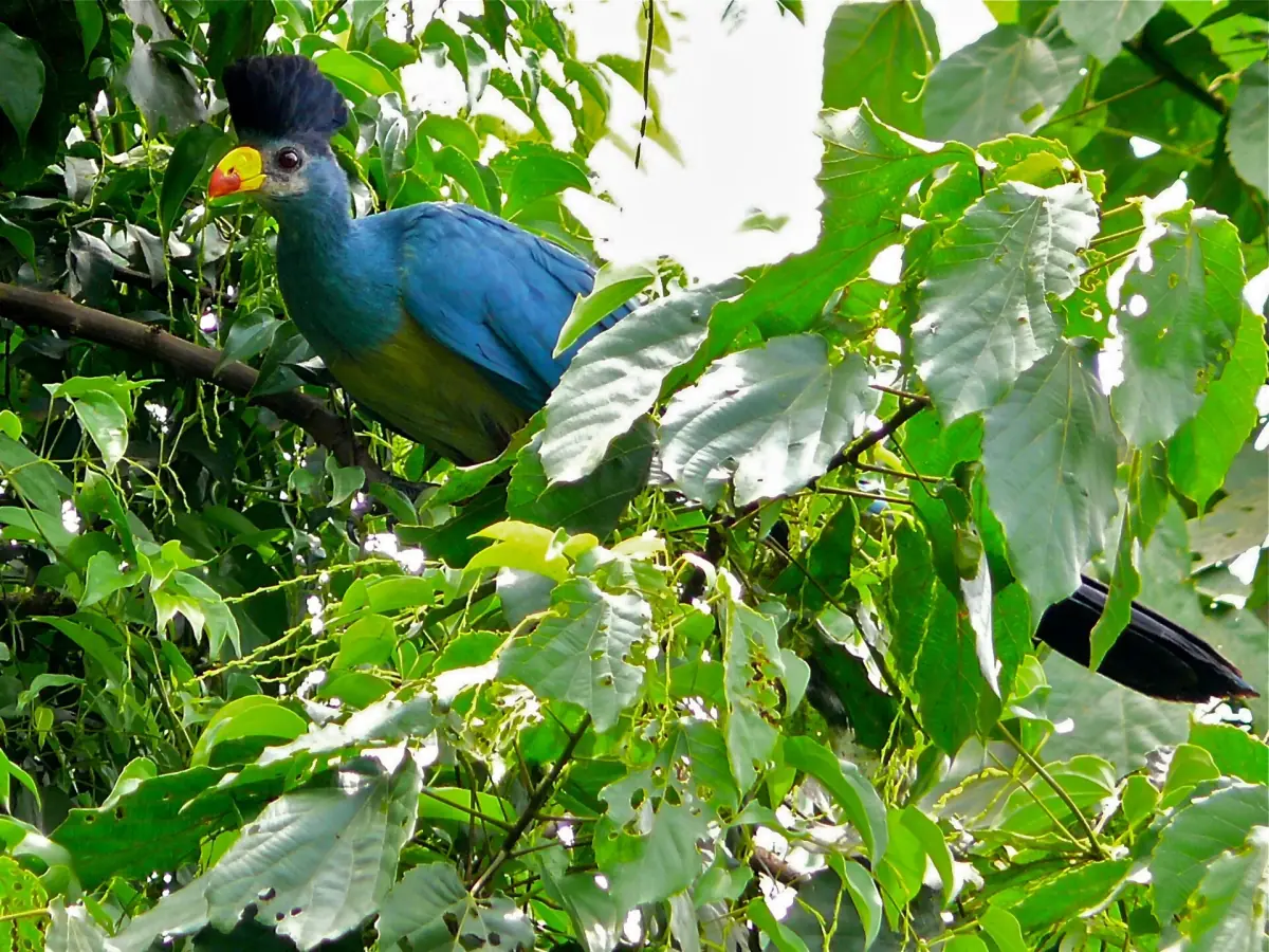 Great blue turaco perched in a fruiting tree at the Bigodi Wetland
