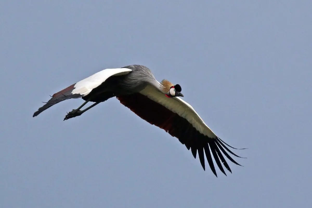 Grijze kroonkraanvogel die vliegt tegen een bleke lucht boven het moerasgebied van Bigodi