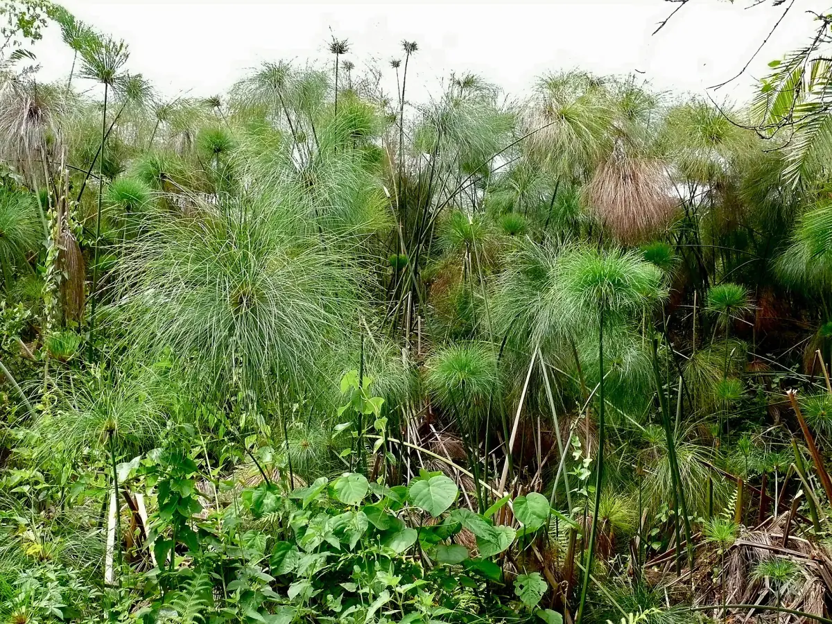 Dense papyrus stands in the Bigodi Wetland near Kibale