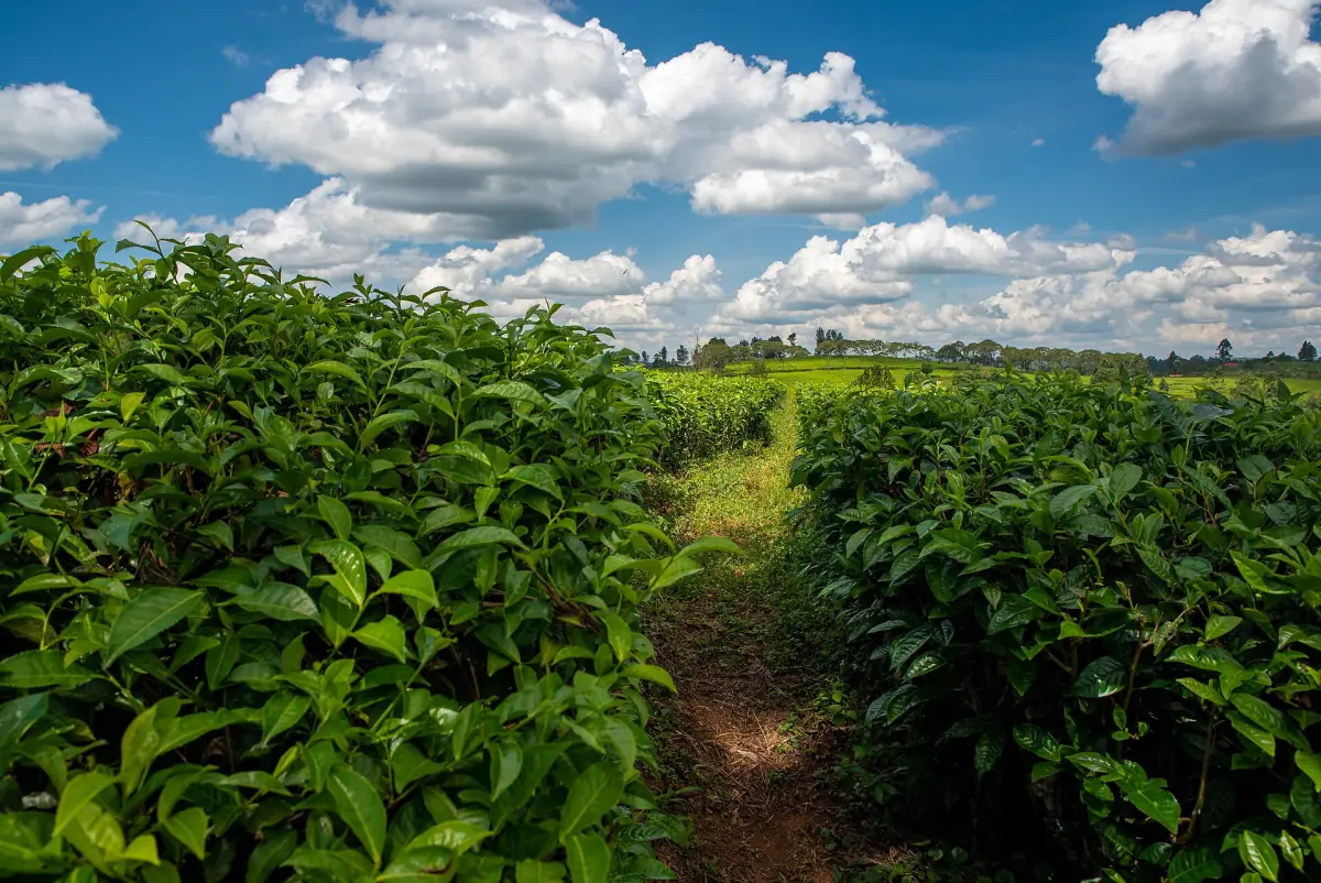 Rows of tea bushes under a bright cloudy sky near Fort Portal
