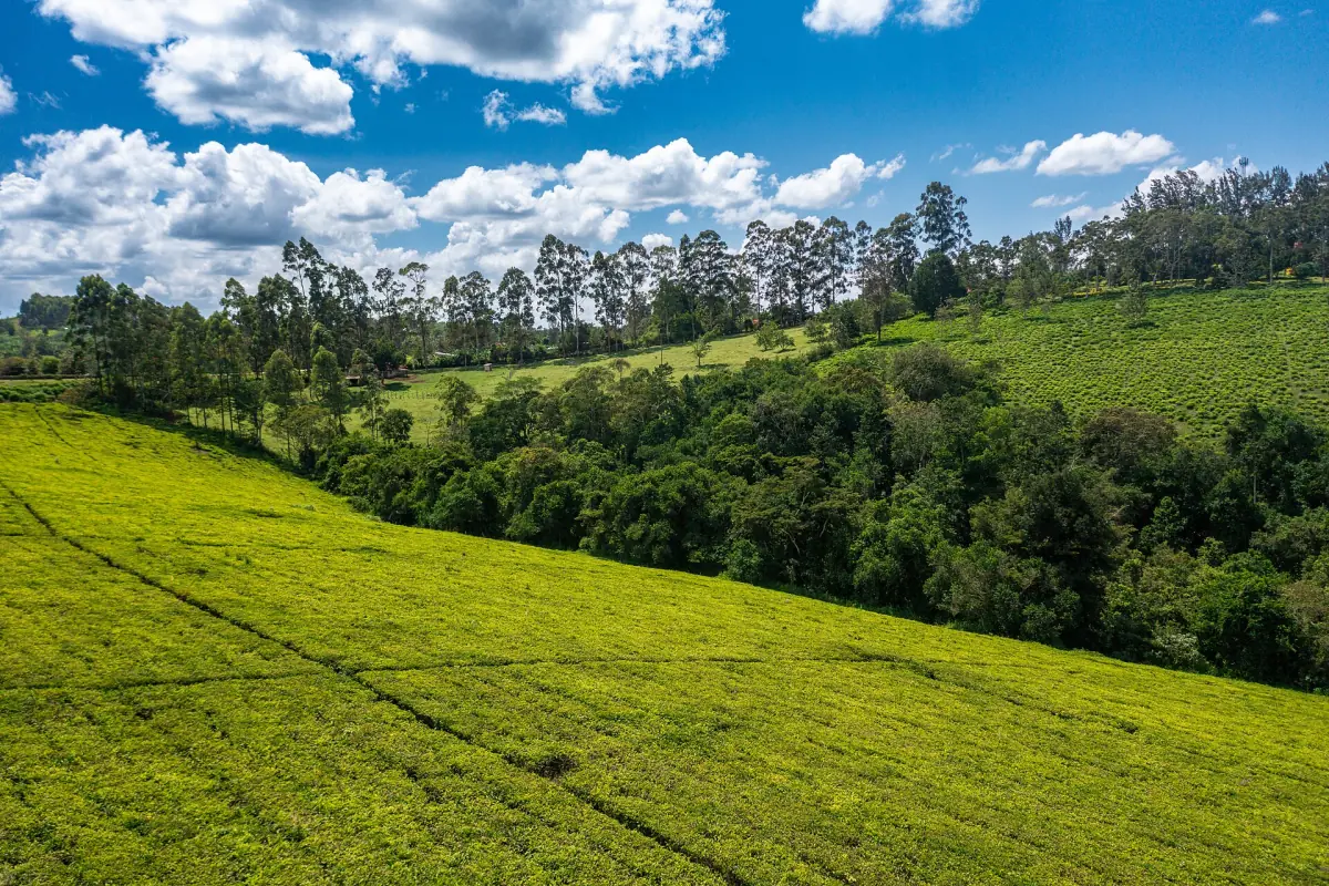 Green tea estate slopes with tree lines near Fort Portal