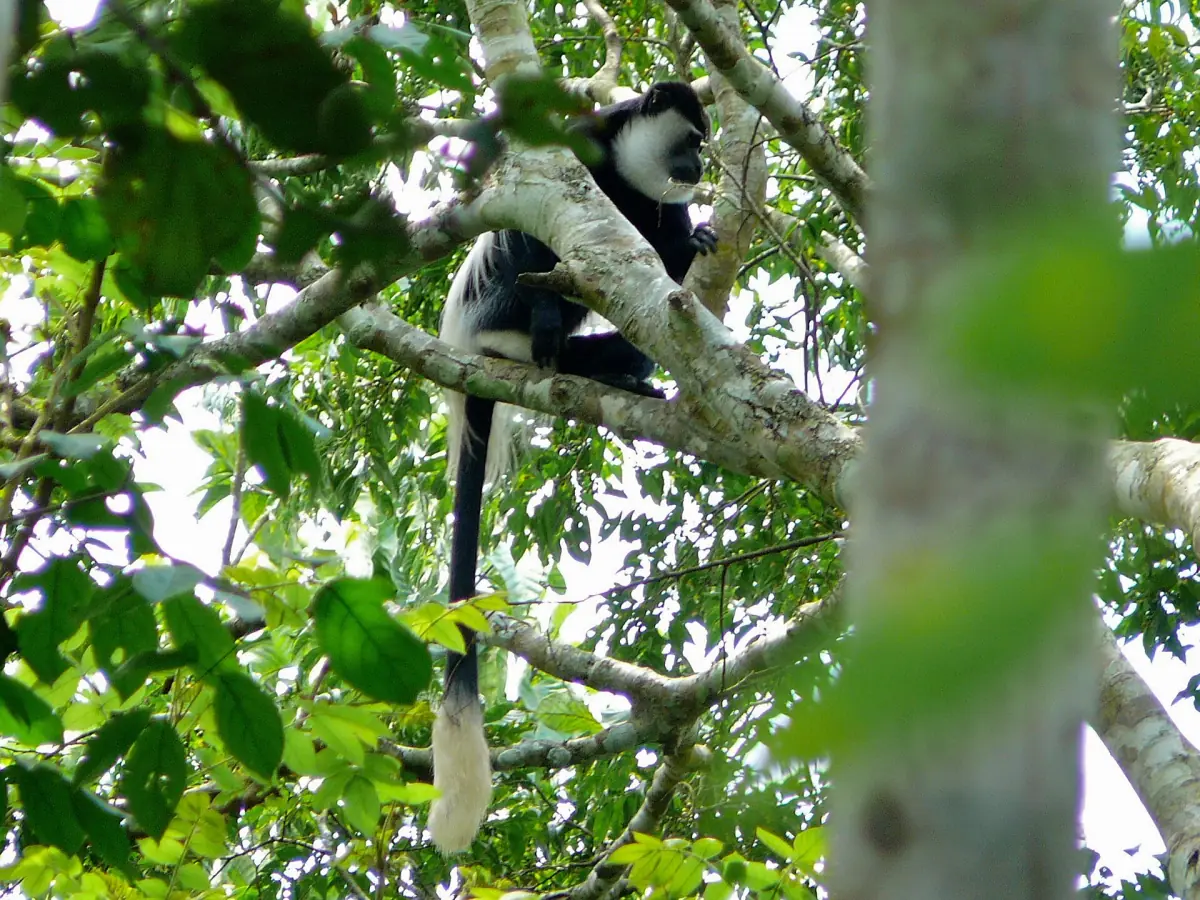 Black-and-white colobus monkey with long white tail perched in a Kibale tree