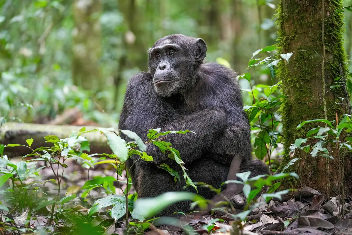 Close portrait of a chimpanzee with a calm gaze in Kibale forest