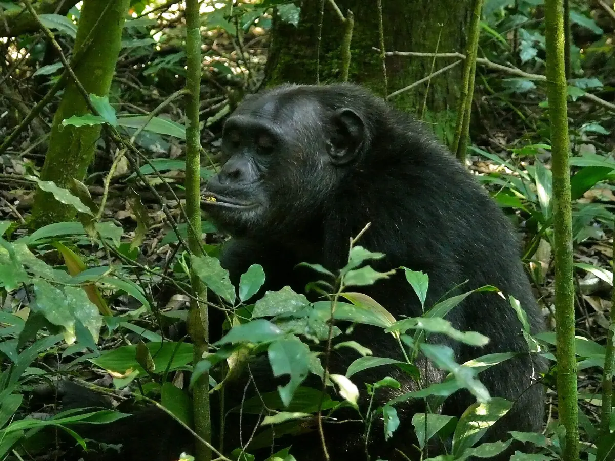 Donkere chimpansee die rust tussen dicht groen gebladerte in het bos van Kibale