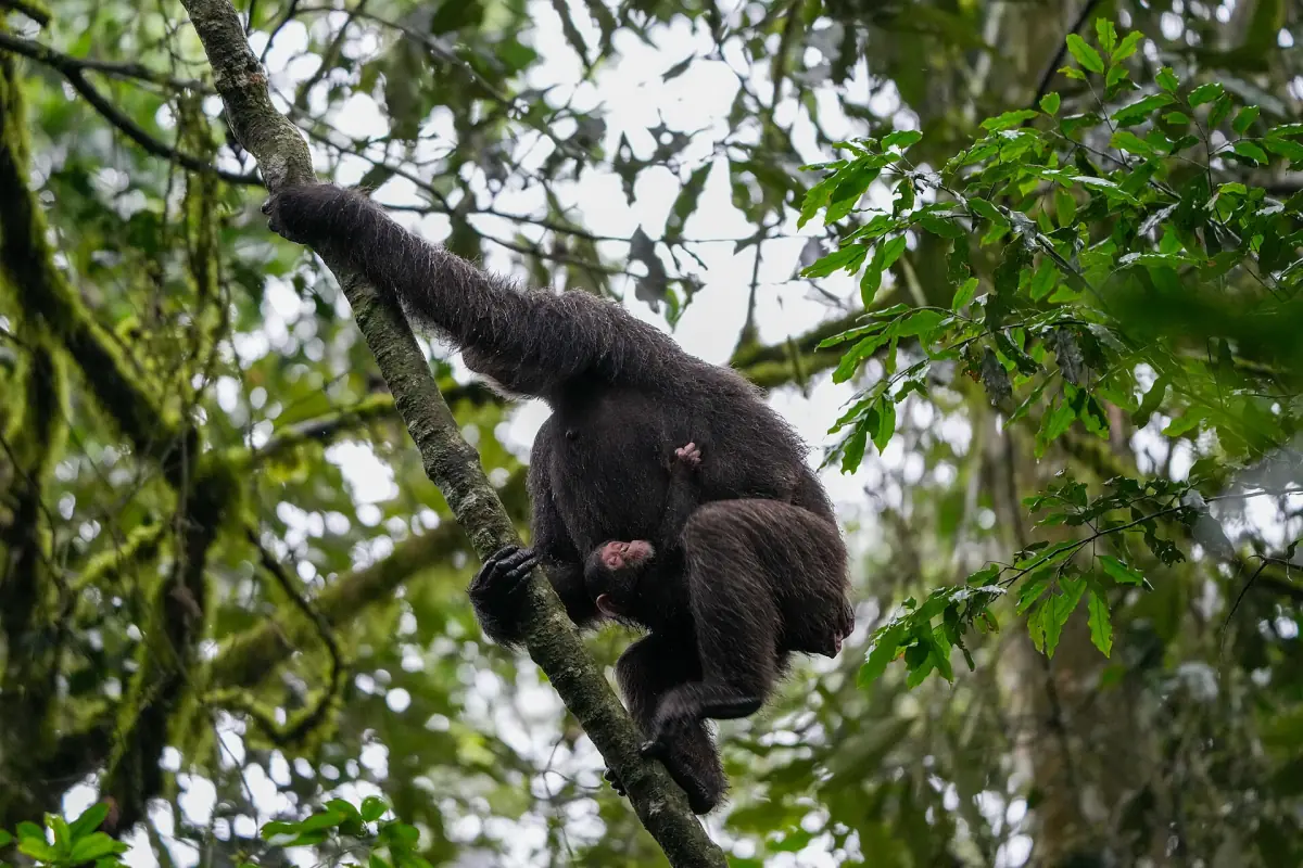 Chimpanzee mother carrying her baby along a branch in Kibale forest