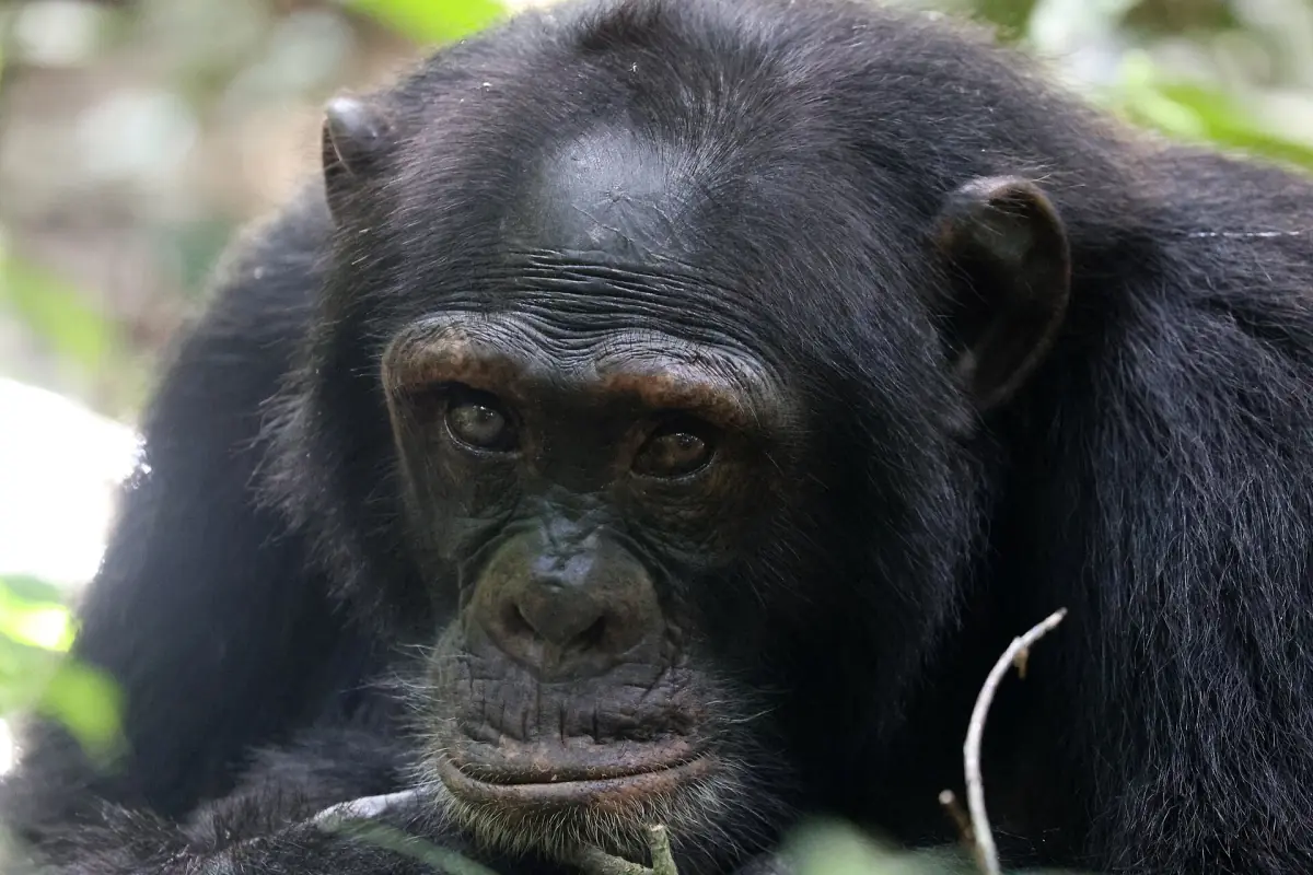 Adult male chimpanzee sitting on the forest floor beside a tree trunk in Kibale