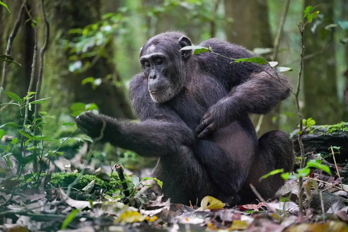 Chimpanzee sitting among leaves and tree trunks in the Kibale rainforest