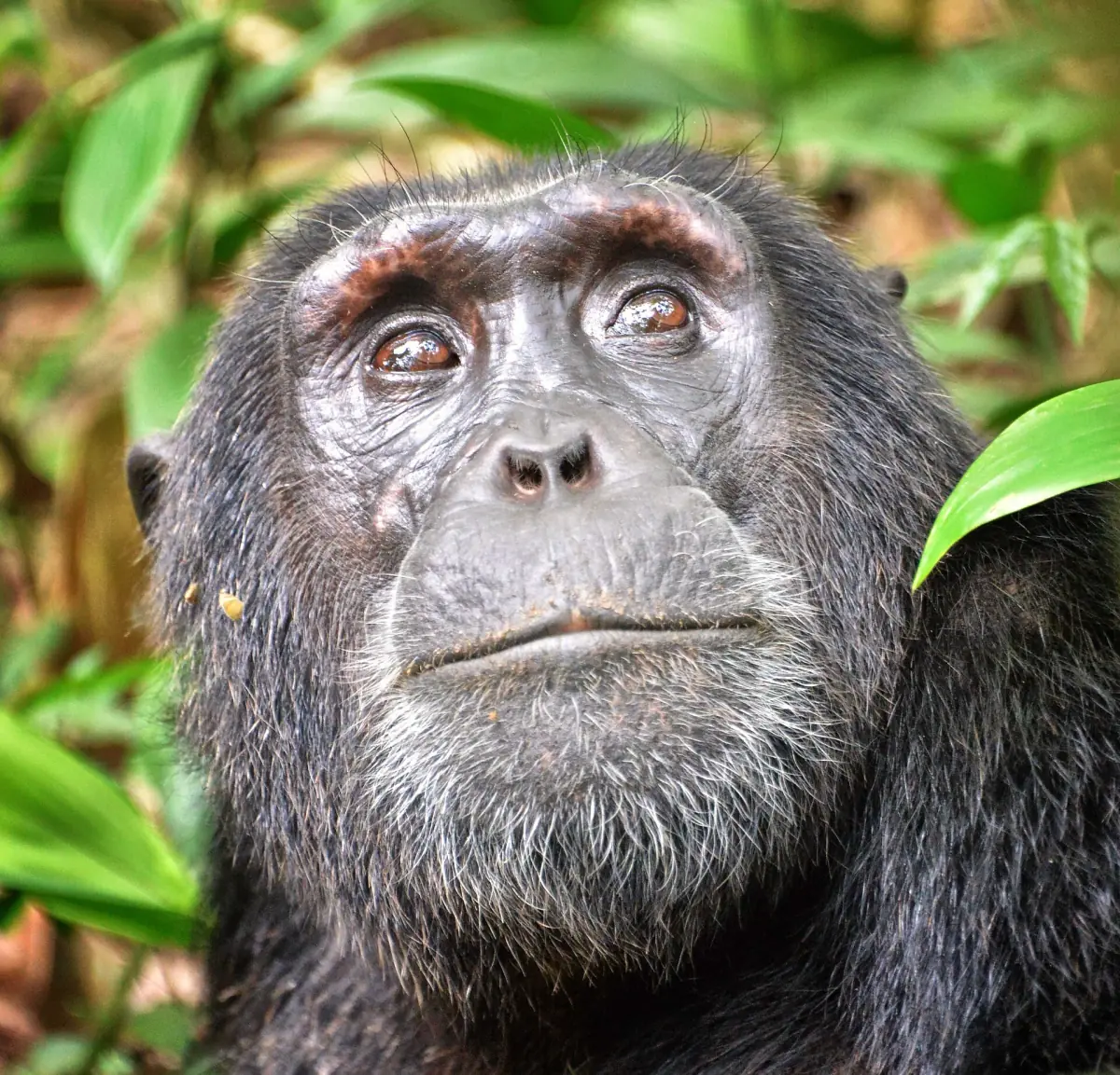 Older chimpanzee looking upward with a leaf beside its face in Kibale