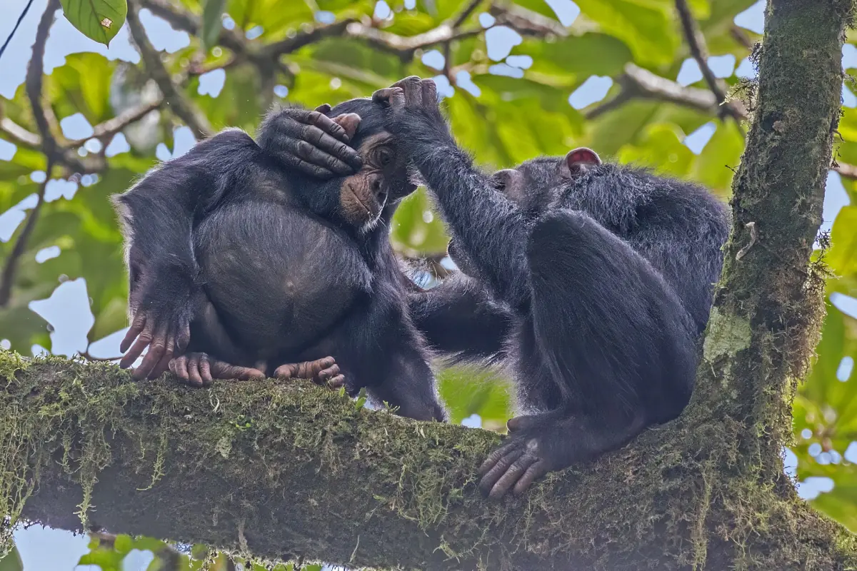 Two chimpanzees grooming each other on a mossy branch in Kibale forest