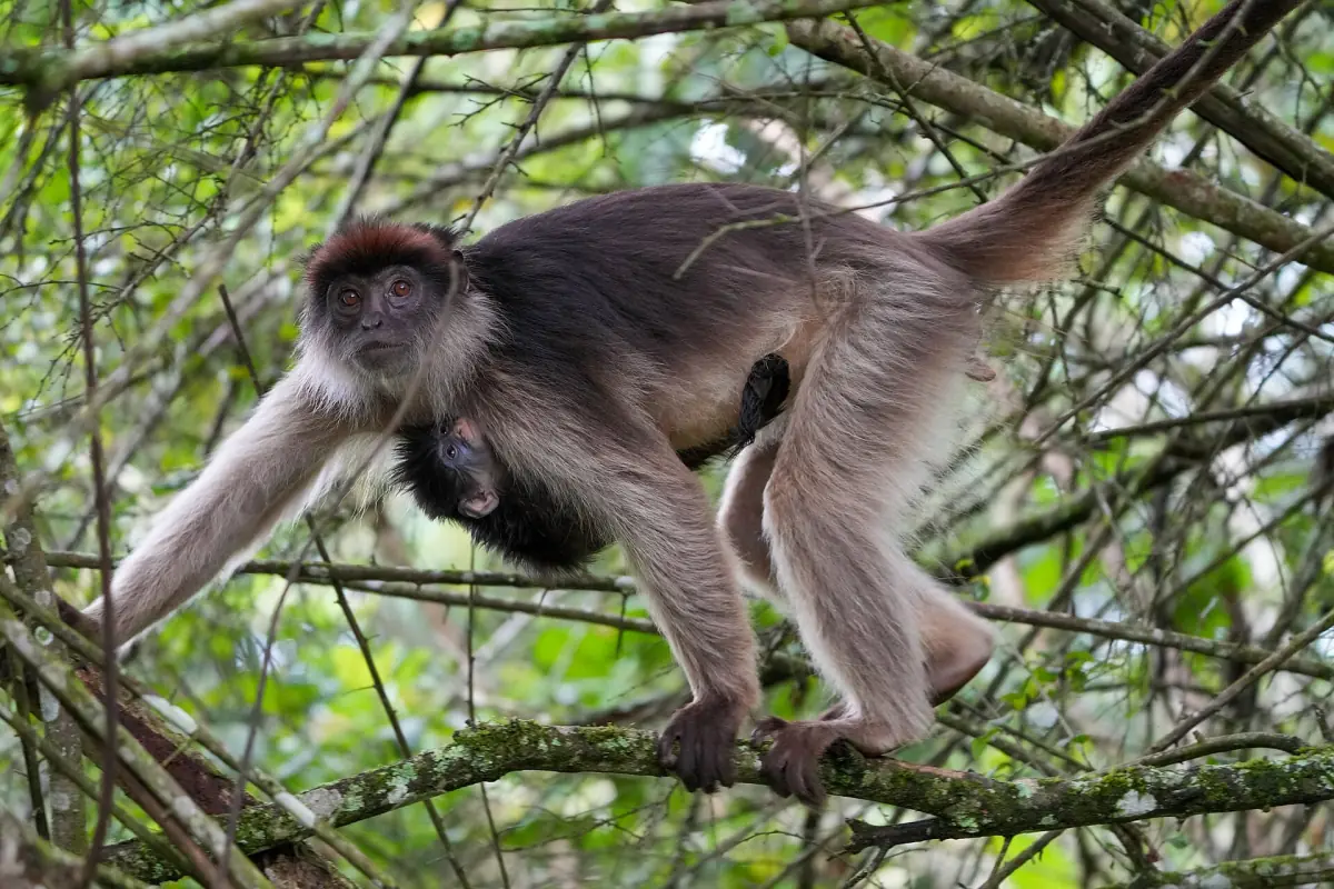 Red colobus monkey carrying a baby while walking along a branch in Kibale