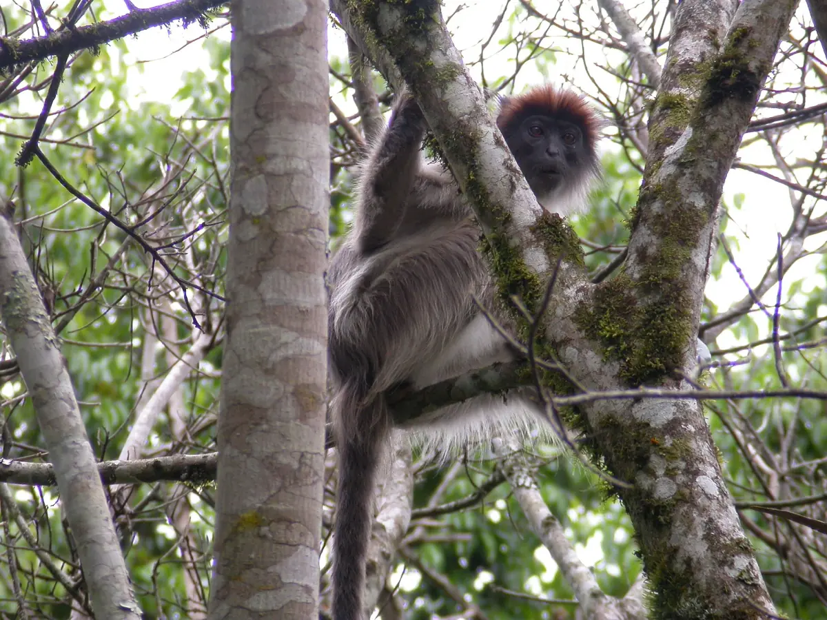 Ugandan red colobus monkey climbing a tree trunk in Kibale