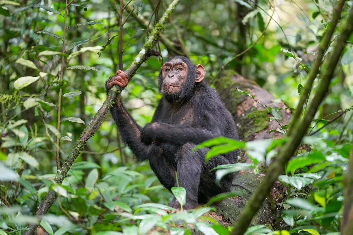 Young chimpanzee holding a liana among dense green undergrowth in Kibale