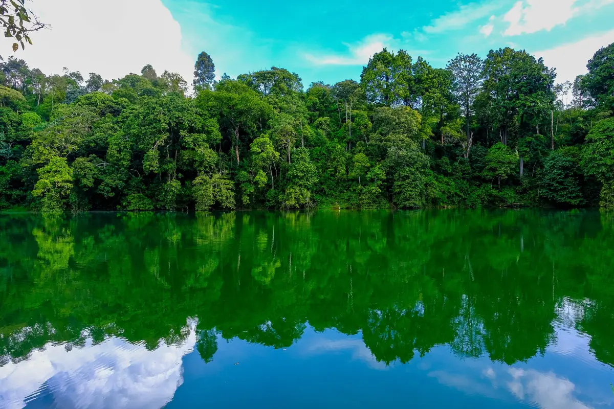Bosrijke oever van Lake Nkuruba weerspiegeld in groen water