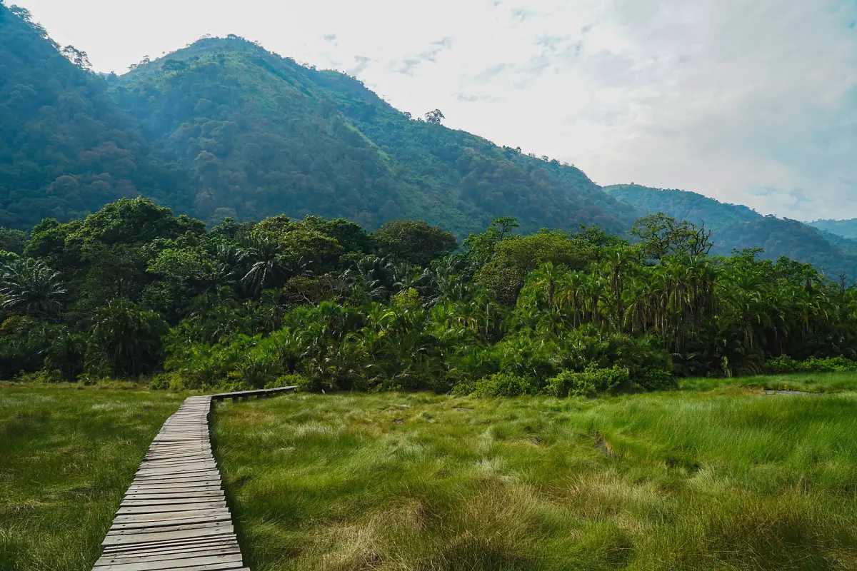 Wooden boardwalk crossing green wetland beneath forested hills in Semuliki